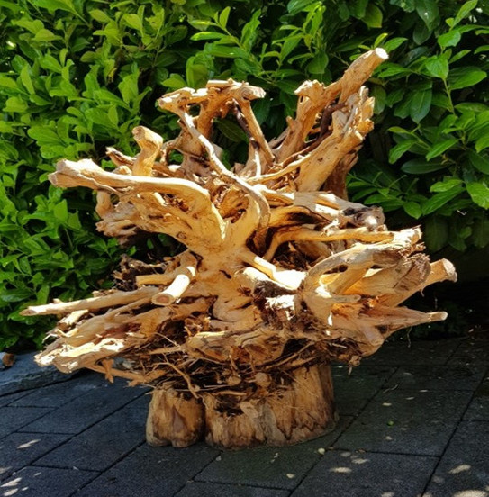 RooT Eine Baumwurzel mit vielen verzweigten Ästen.